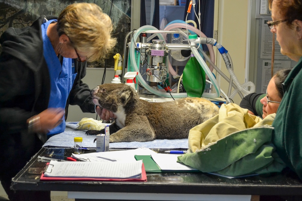 australie oostkust, koala hospital