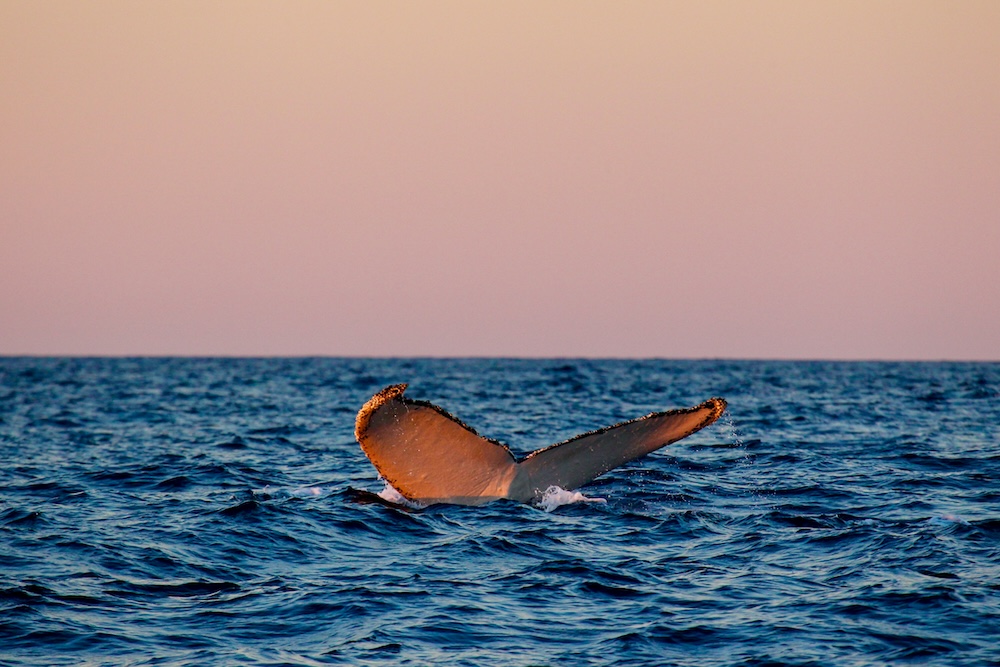 australie oostkust walvis