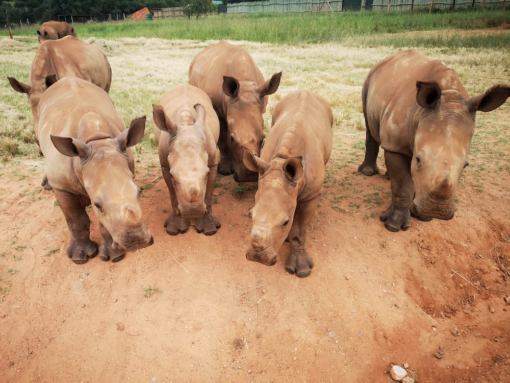 baby neushoorn in care for wild rhino sanctuary