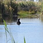 backpacken in Botswana nijlpaard