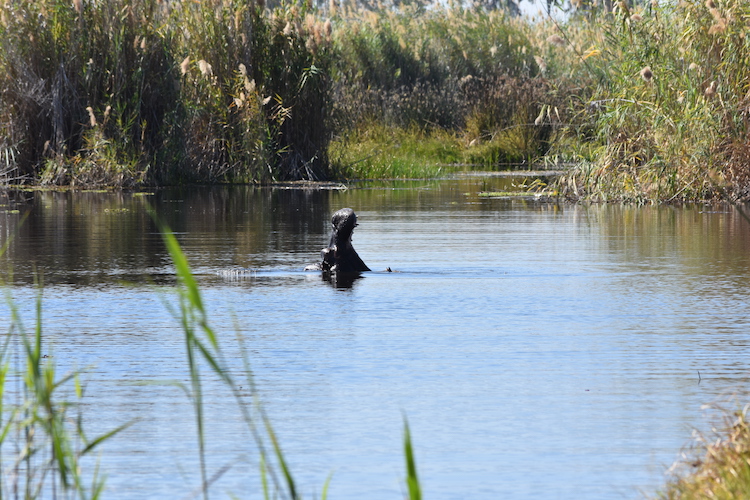 backpacken in Botswana nijlpaard