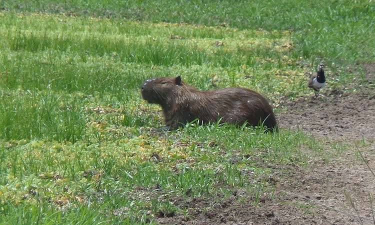 backpacken paraguay route bever