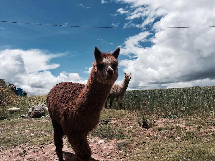 backpacken peru bolivia chili Alpaca