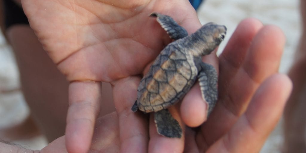 barbados turtle vrijwilligerwerks