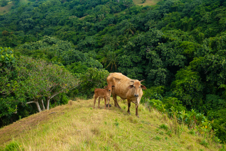 batanes-highlights-filipijnen-reizen-6