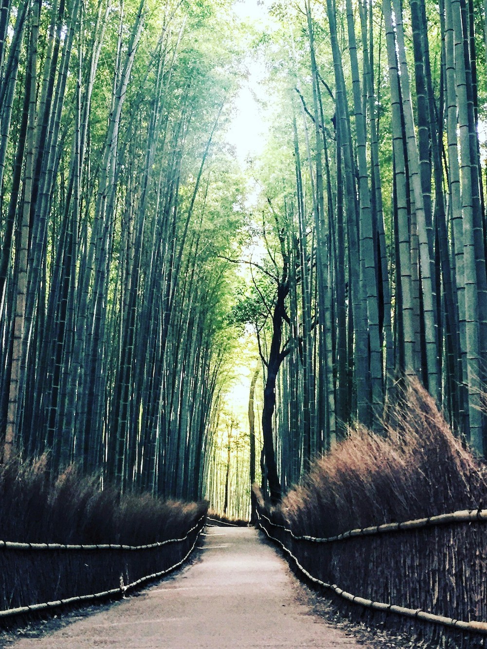 bezienswaardigheden kyoto bamboo forest