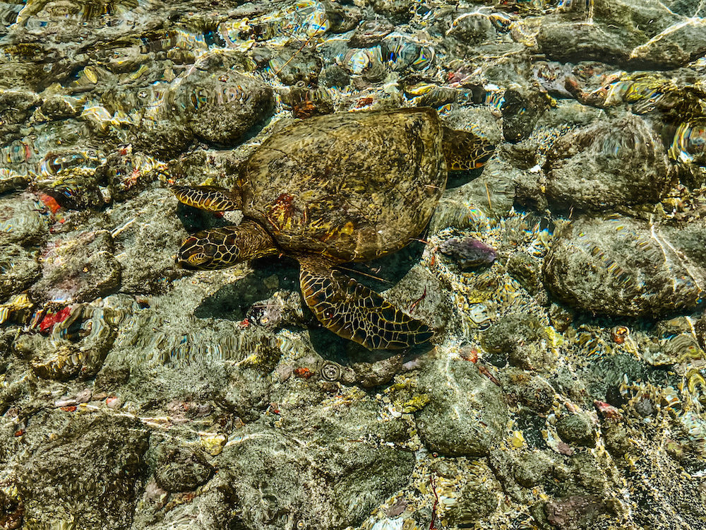 big island hawaii reis schildpadden