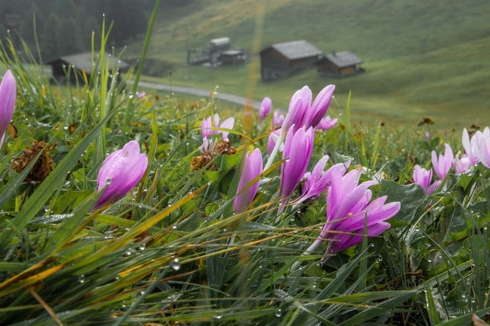 bloemen dolomieten wandelen Seiser Alm