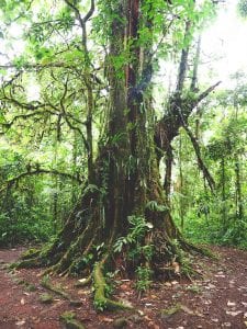 bomen Catarata del Toro costa rica