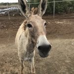 bonaire-donkey-sancturary-2