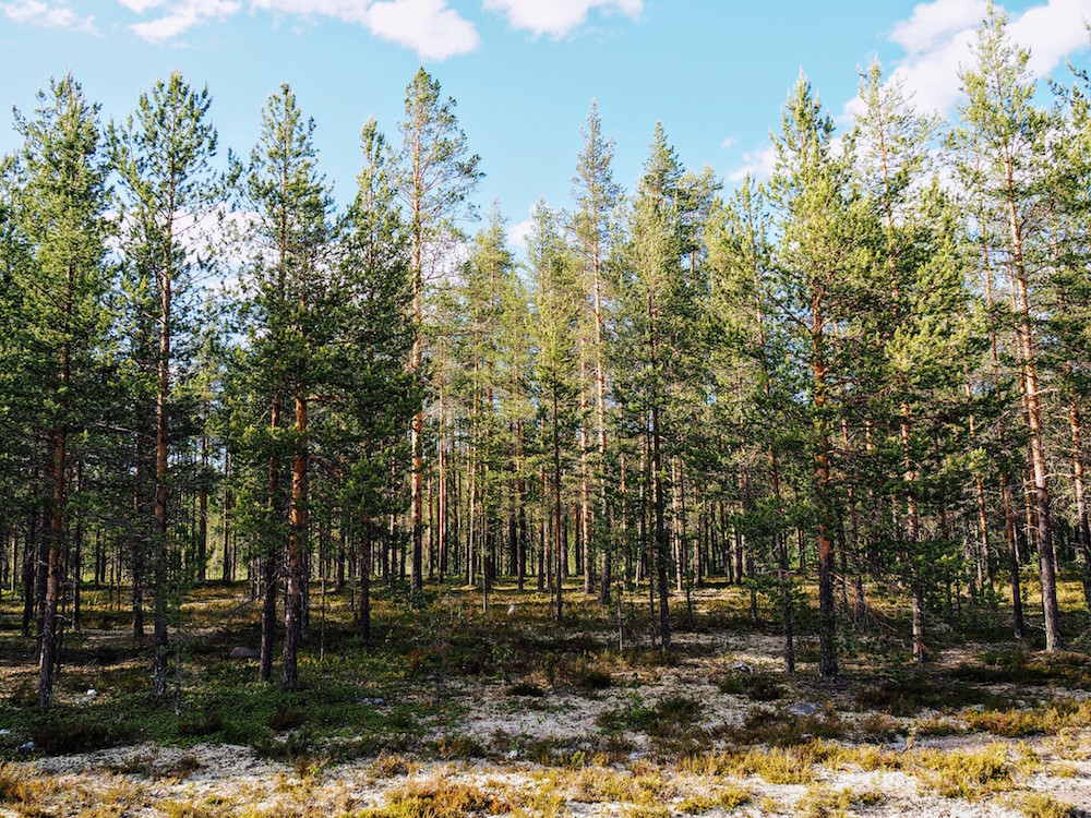 bos in lapland autovakantie