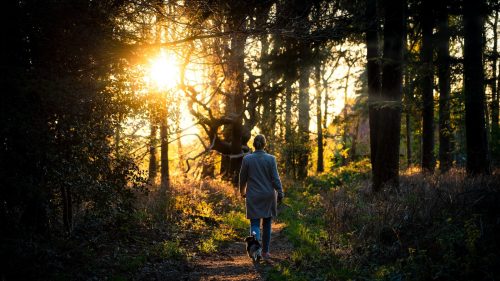 X De Mooiste Bossen In Nederland Wearetravellers