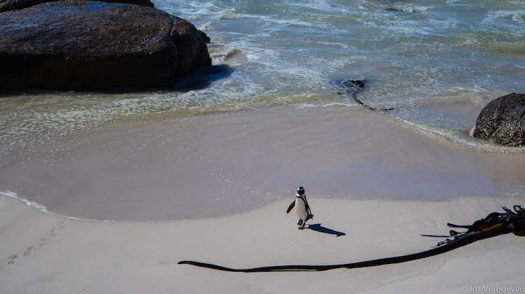 boulders beach bezoeken vanaf kaapstad tips