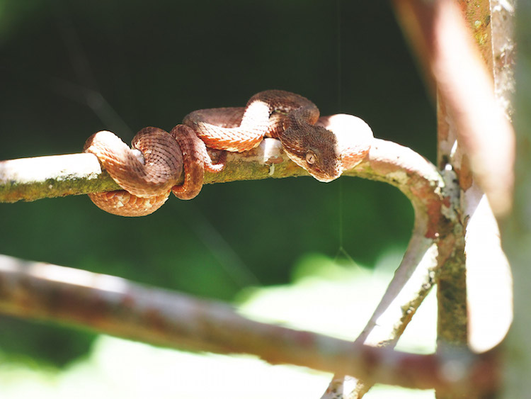 bruine slang zip lining costa rica