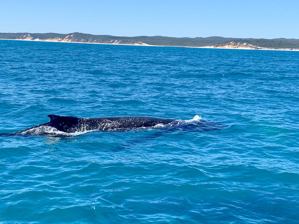 bulturg walvis australie