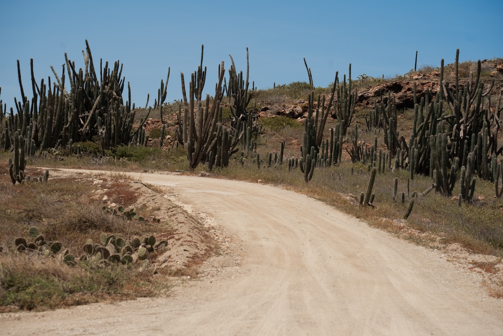 cacti in Arikok