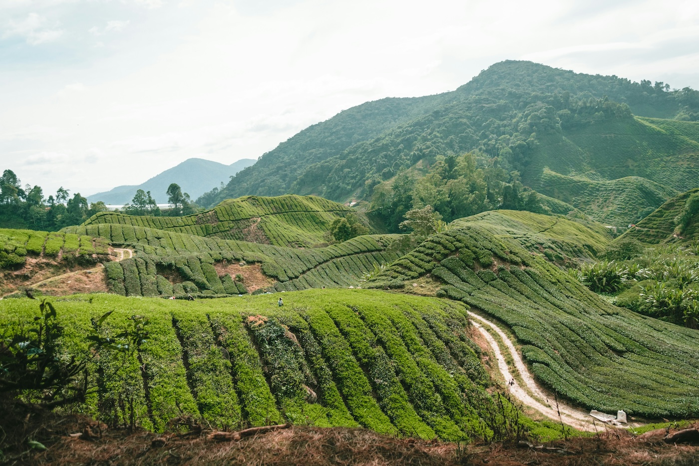 cameron highlands