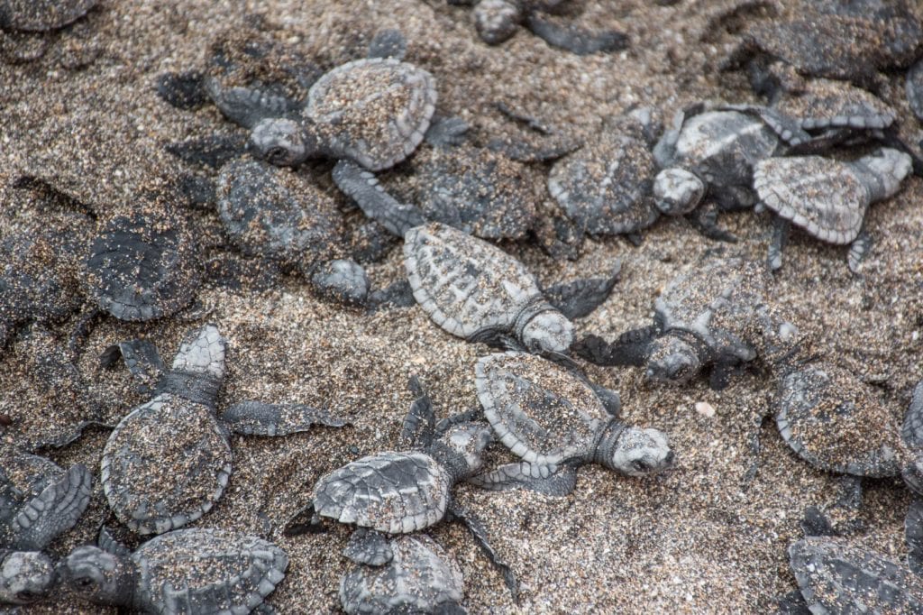 canggu bali schildpadden uitzetten_