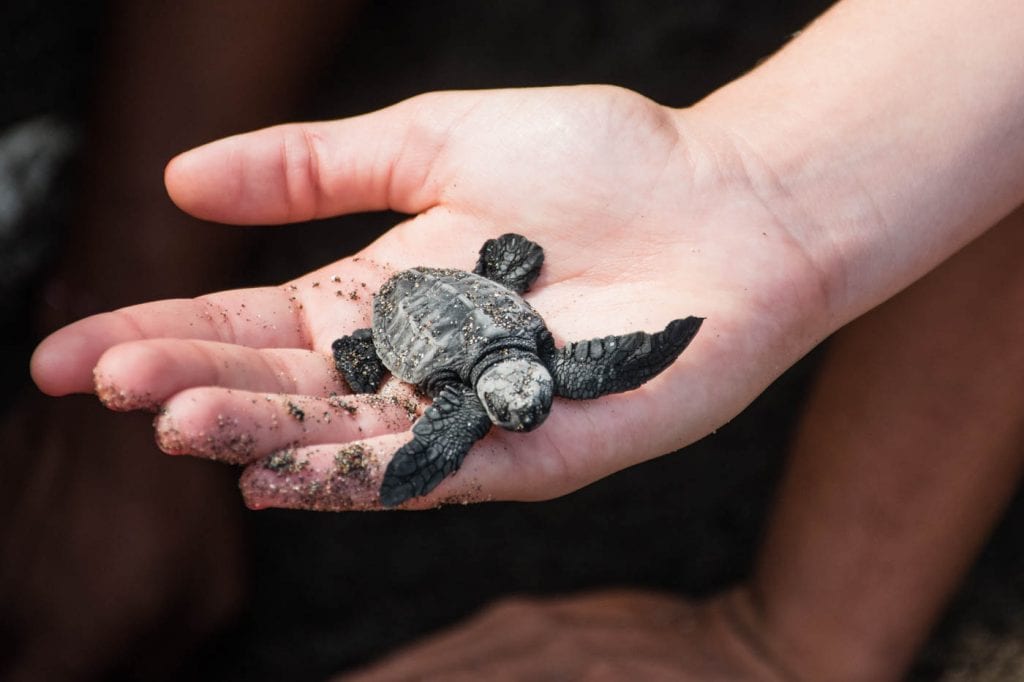 canggu bali schildpadden uitzetten_-2