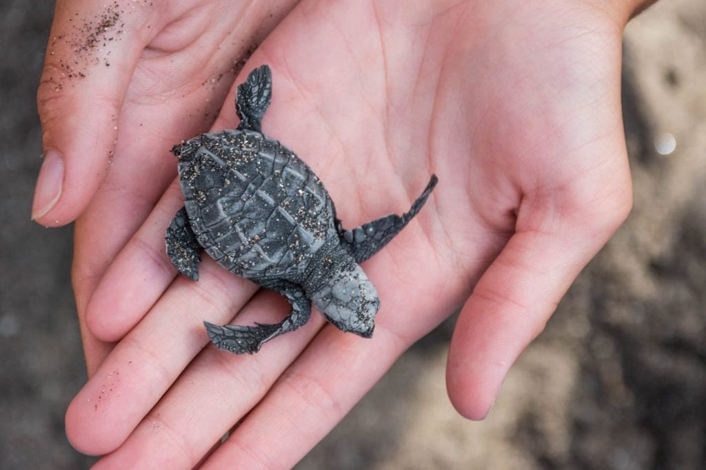 canggu bali schildpadden uitzetten_-3