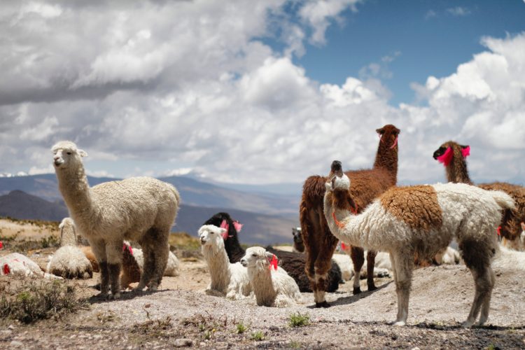 canyons colca canyon