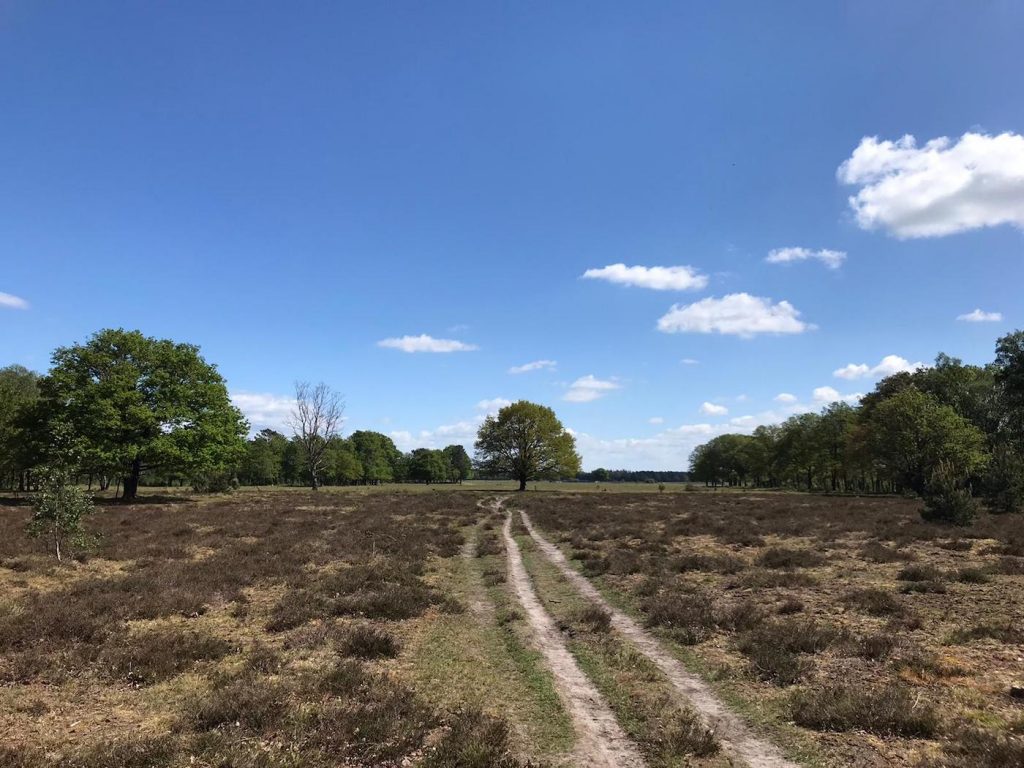 Natuurgebied De Maashorst In Brabant De Tofste Routes En Tips Wearetravellers