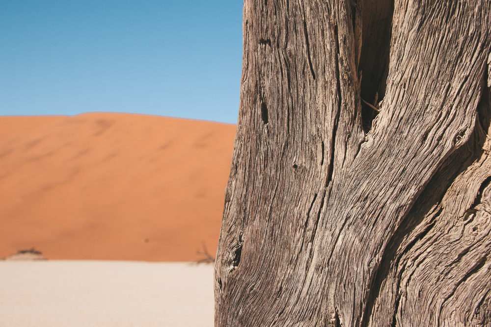 deadvlei bomen