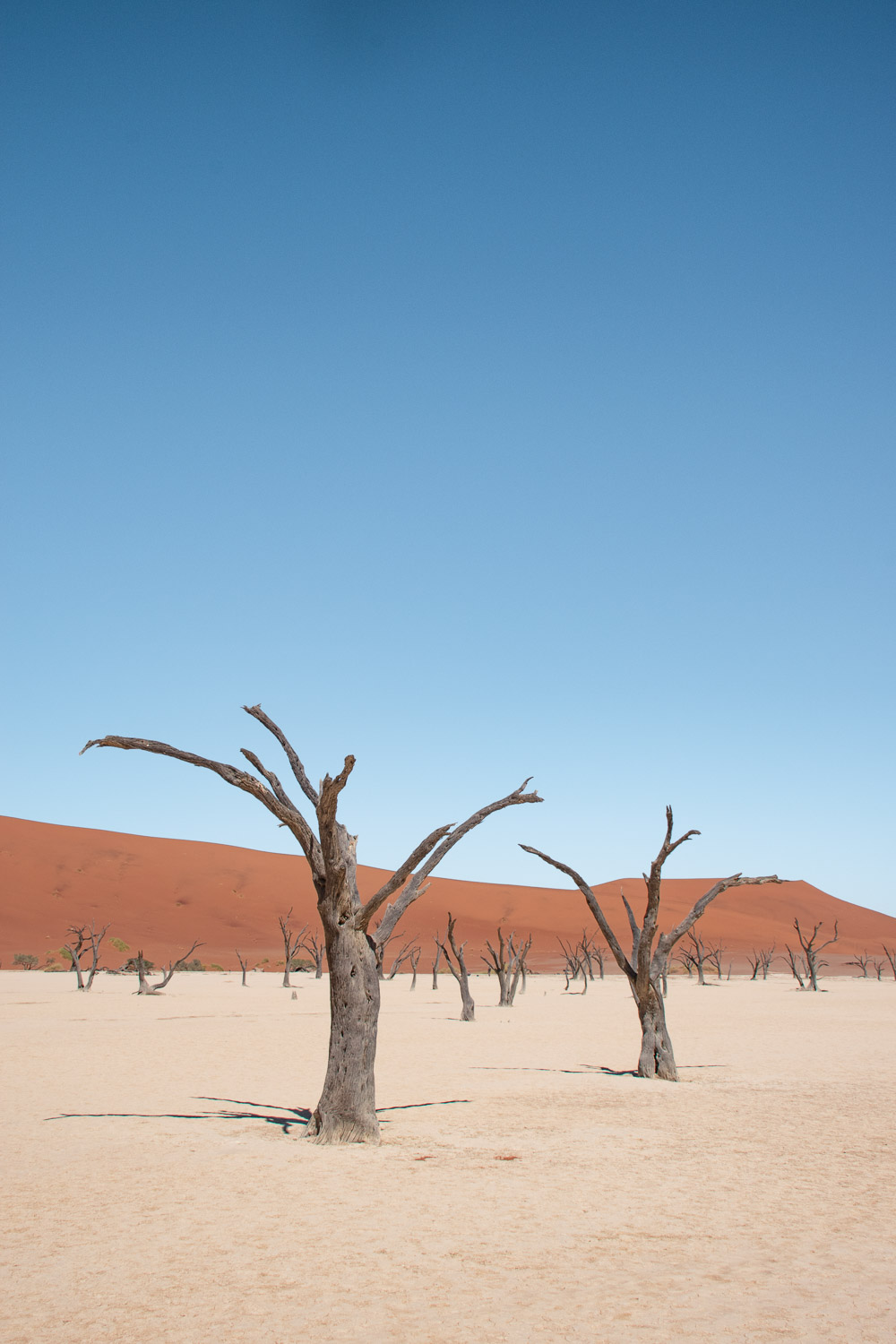 deadvlei in namibie