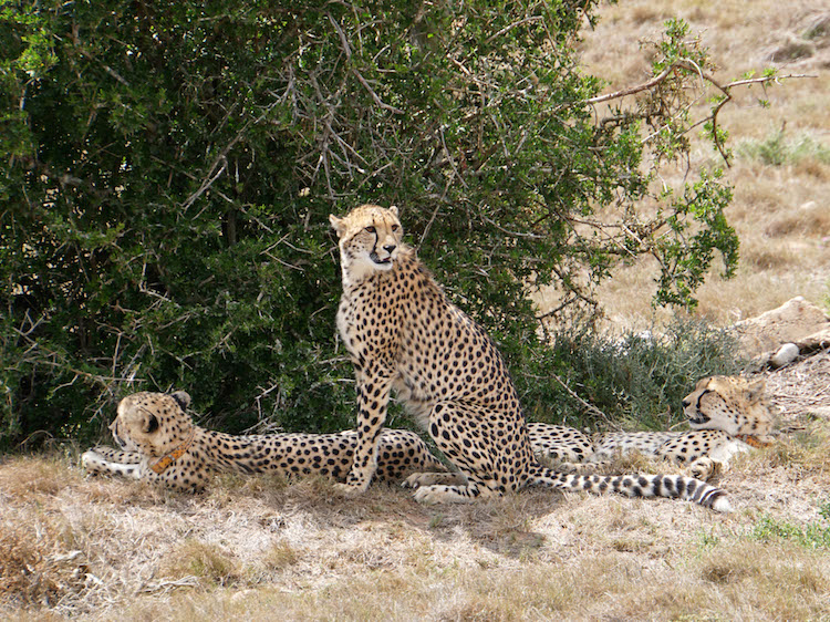 dieren excursies wat je niet moet doen