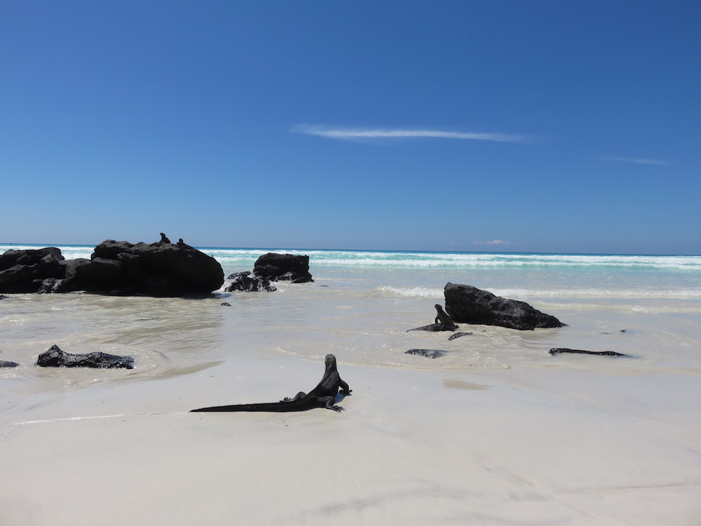 dieren galapagos marine iguana 2