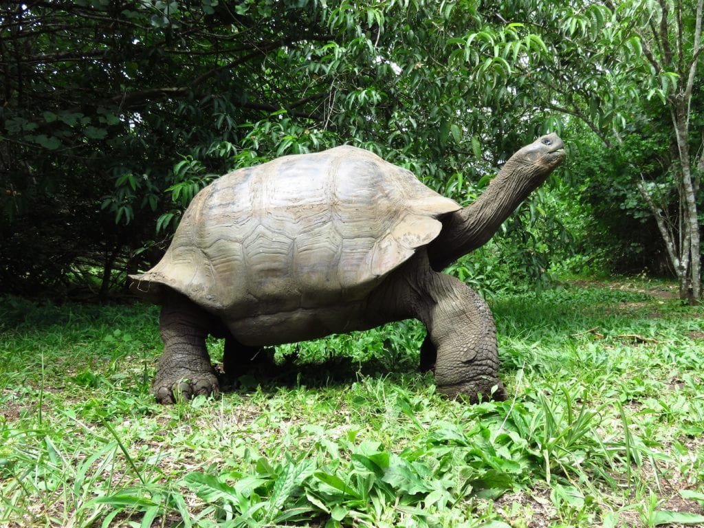 dieren galapagos schildpad