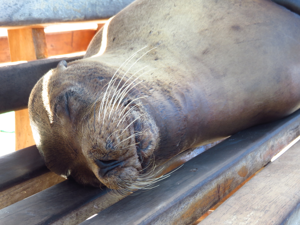 dieren galapagos zeeleeuw