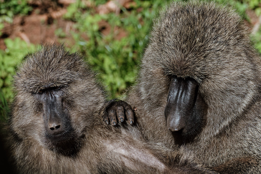 dieren spotten in rwanda