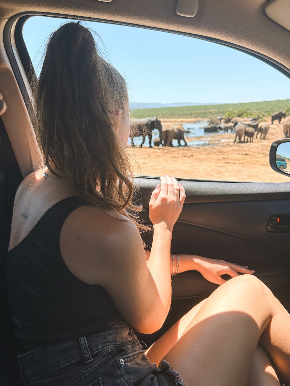 dieren spotten vanuit de huurauto