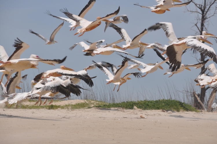 djoudjpark-en-de-3-marigots-vogel senegal