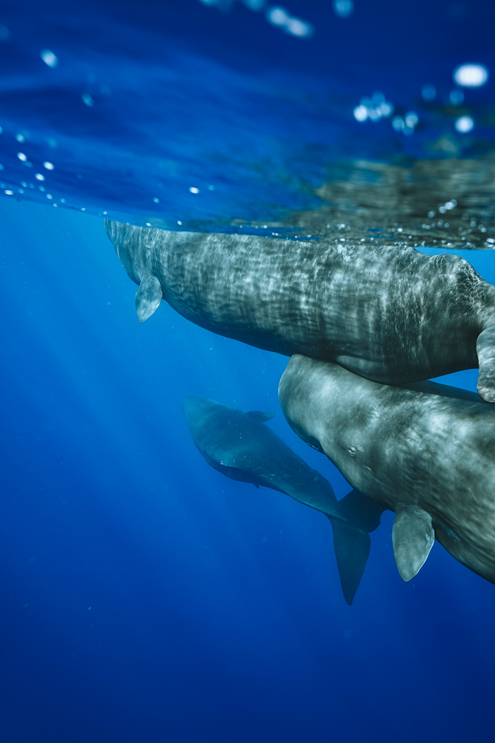 dominica eiland whale sharks swimming