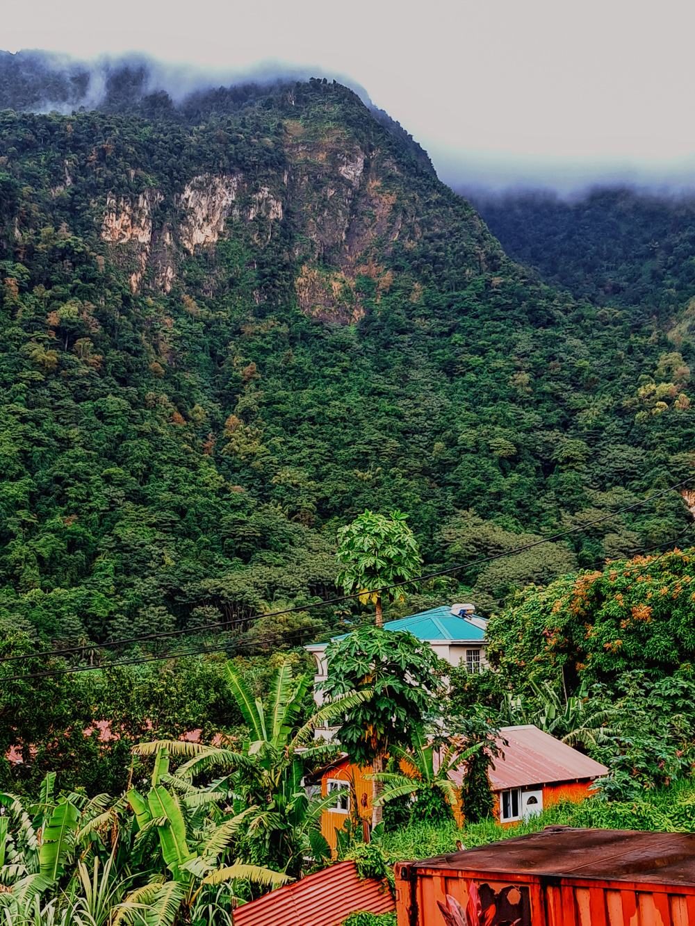 dominica jungle