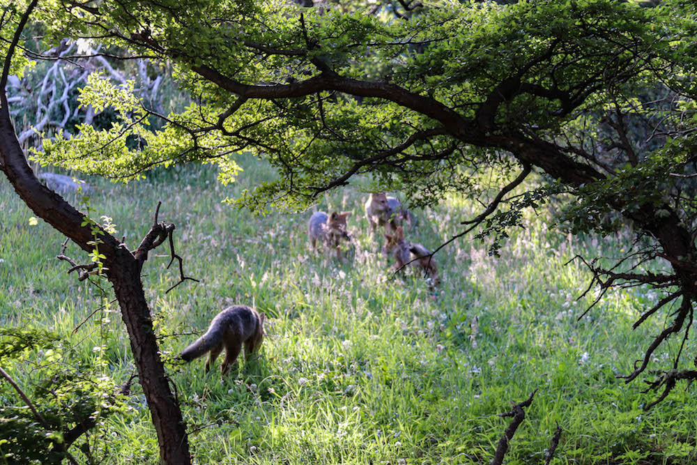 ecocamp torres del paine wildlife vossen