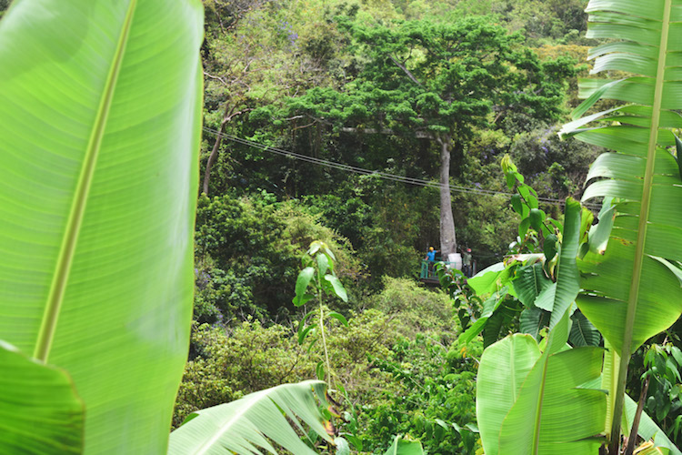 eiland antigua ziplinen jungle-2