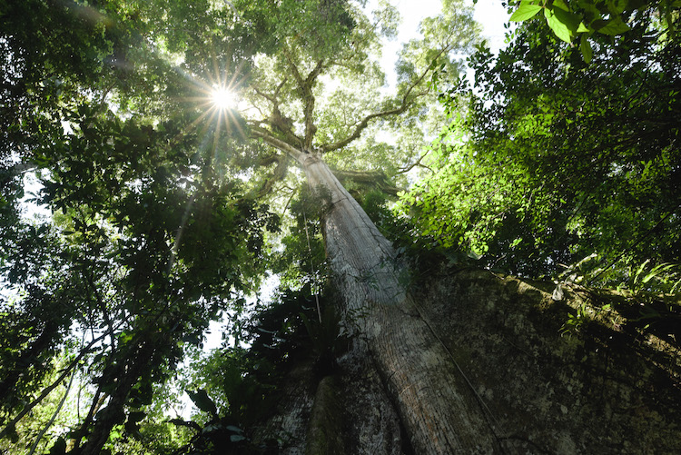 eindeloos hoge bomen manu jungle peru