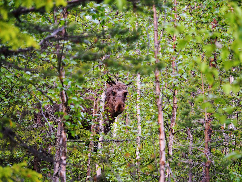 eland autovakantie lapland