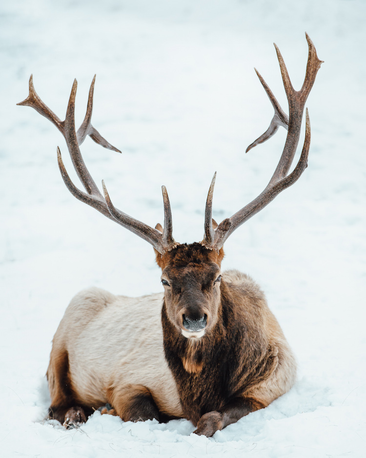 eland winter canada