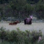 elanden safari noorwegen