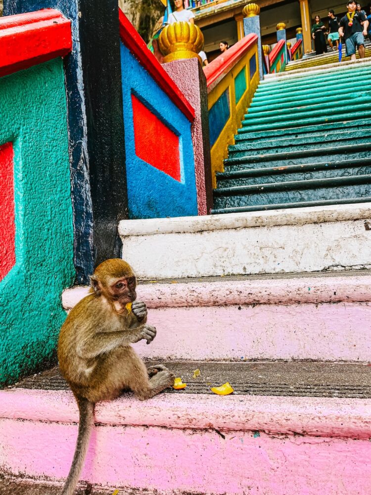 etend aapje Batu Caves