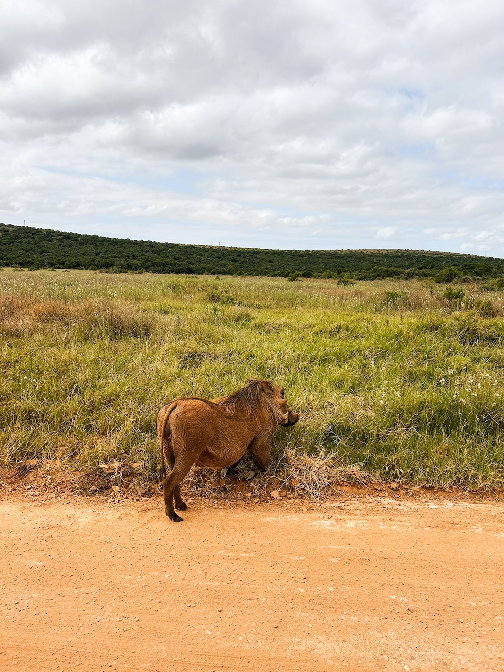 everzwijn in Addo Elephant Park