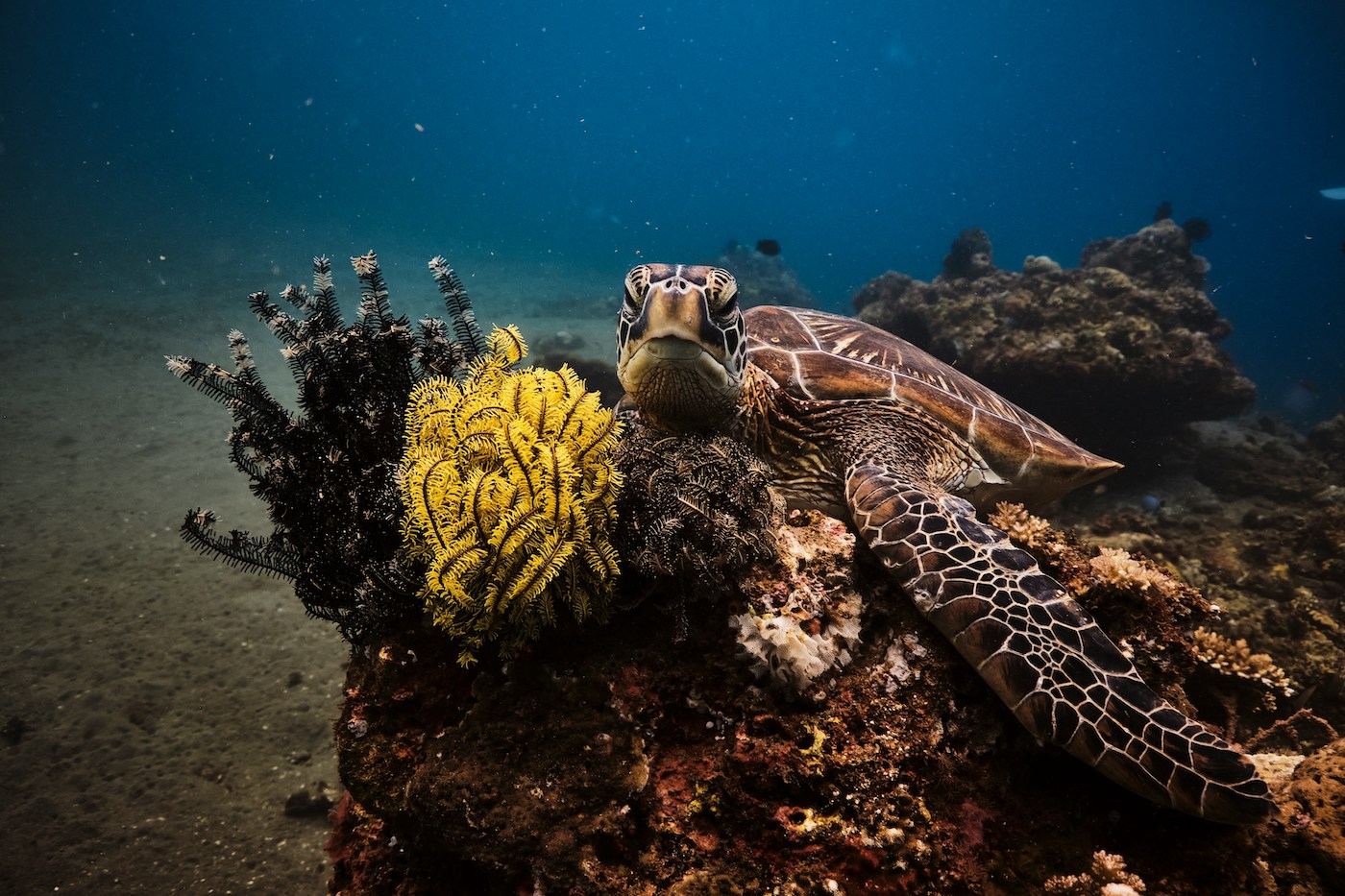 filipijnen reuze schildpadden