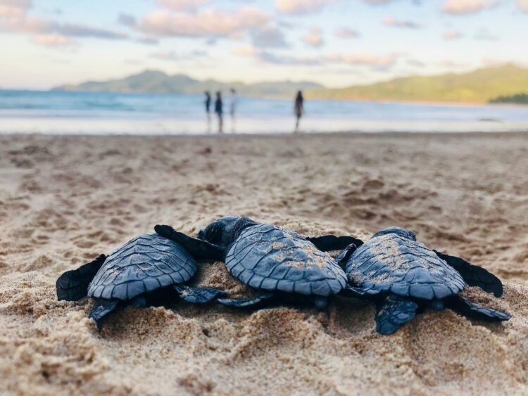 filipijnen route baby schildpadden palawan