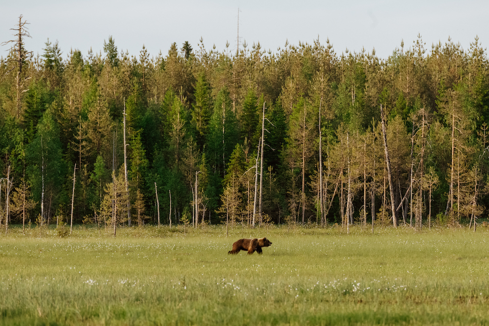 fins lapland in de zomer beren spotten finland