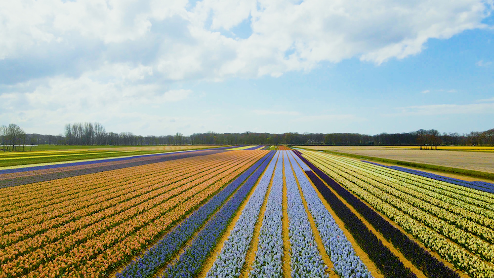 flower fields netherlands