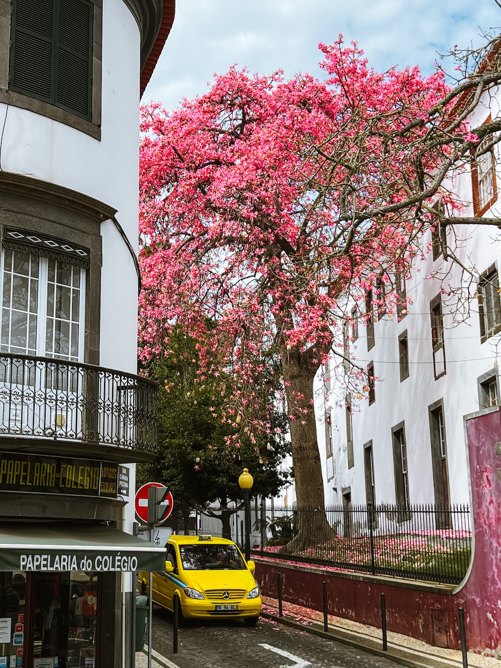 funchal bloemen